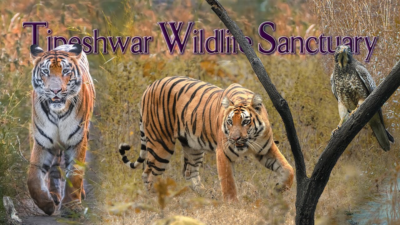Tipeshwar Wildlife Safari 🐅 | Tiger Sightings & Photography Tour in Maharashtra Jungle