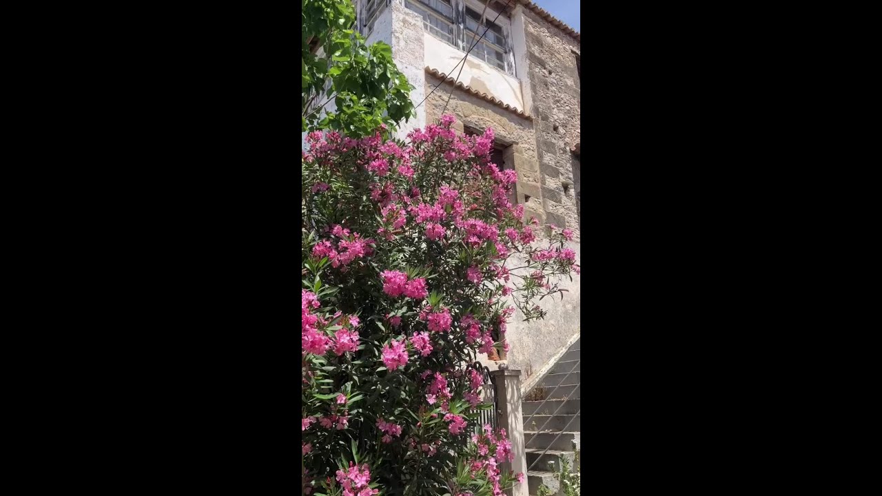 Beautiful European flowers