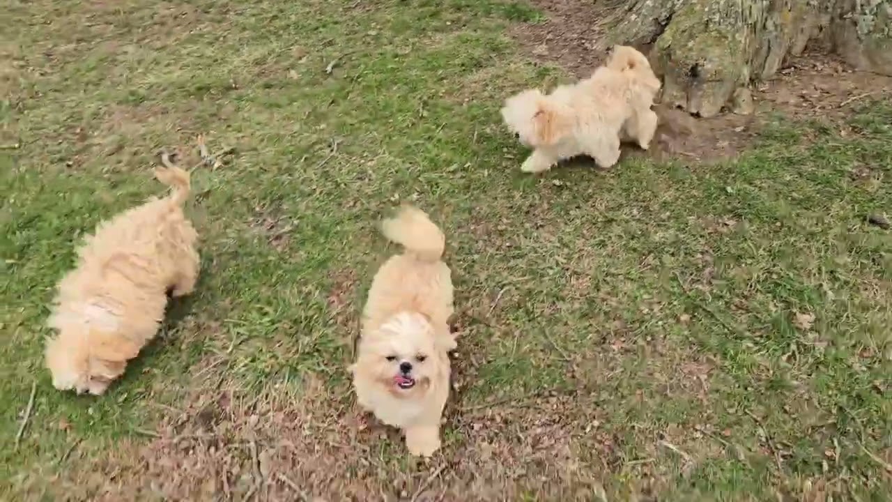 Monty, Finn, and Turner