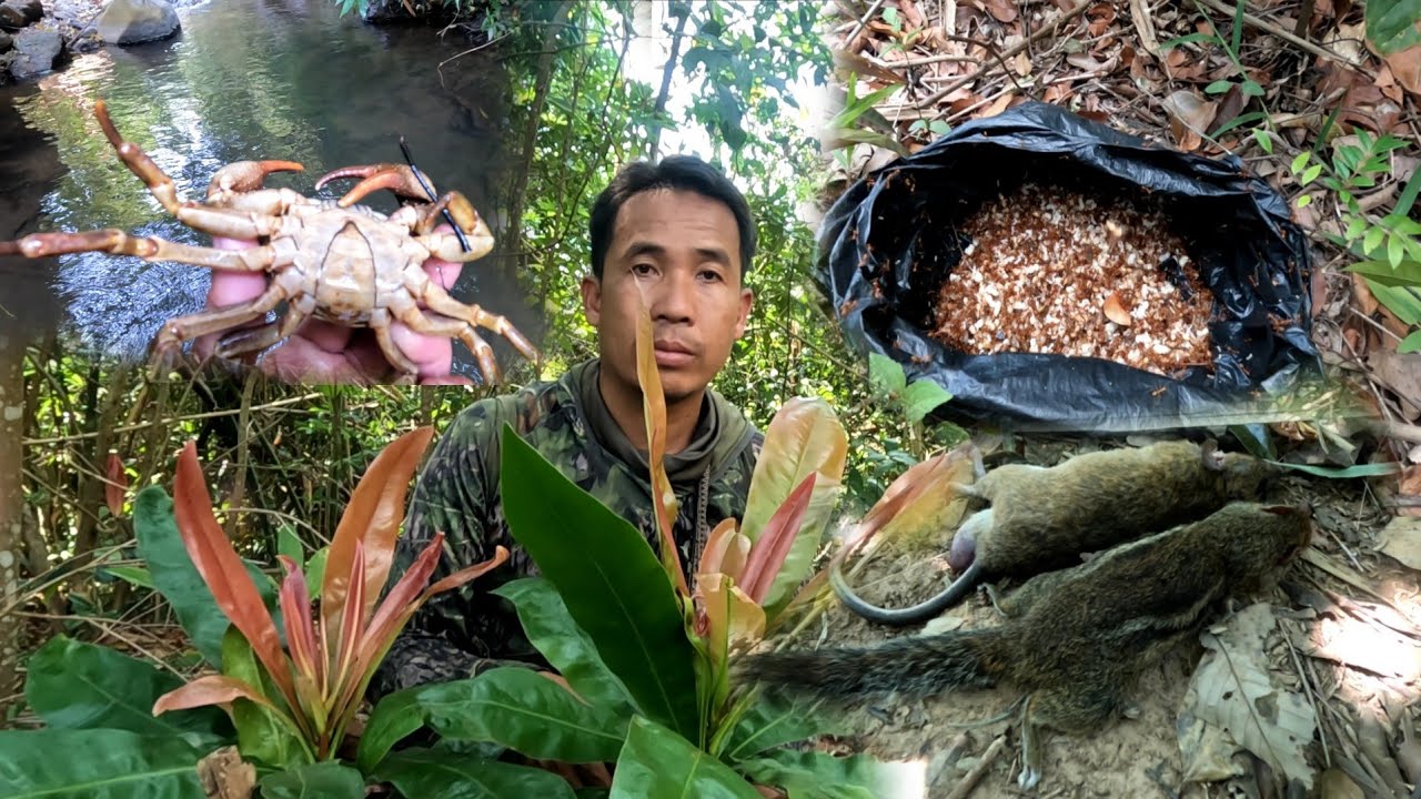 19 มีนาคม ค.ศ. 2026.ຫມານຫນູຫວາຍ.ບອກຜັກປ່າທີ່ກິນໄດ້//หมานหนูหวาย.บอกผักป่าที่กินได้.