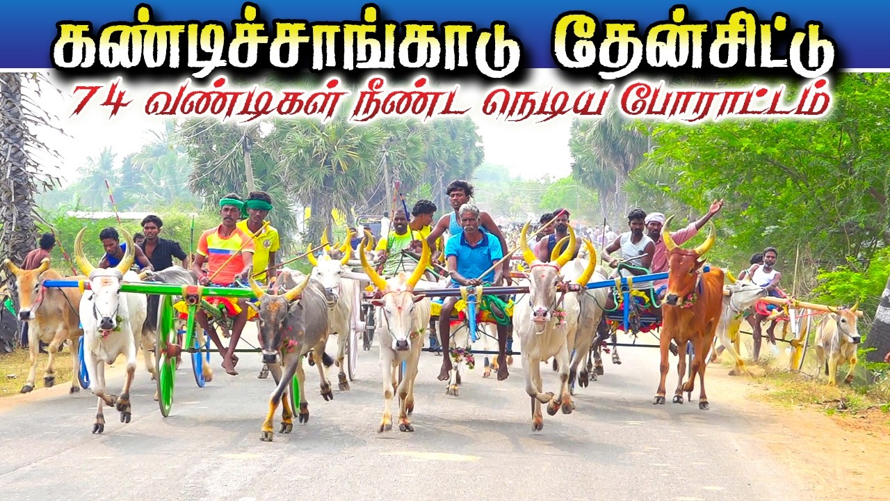 கண்டிச்சங்காடு 1 தேன்சிட்டுமாடு (09.03.2026)