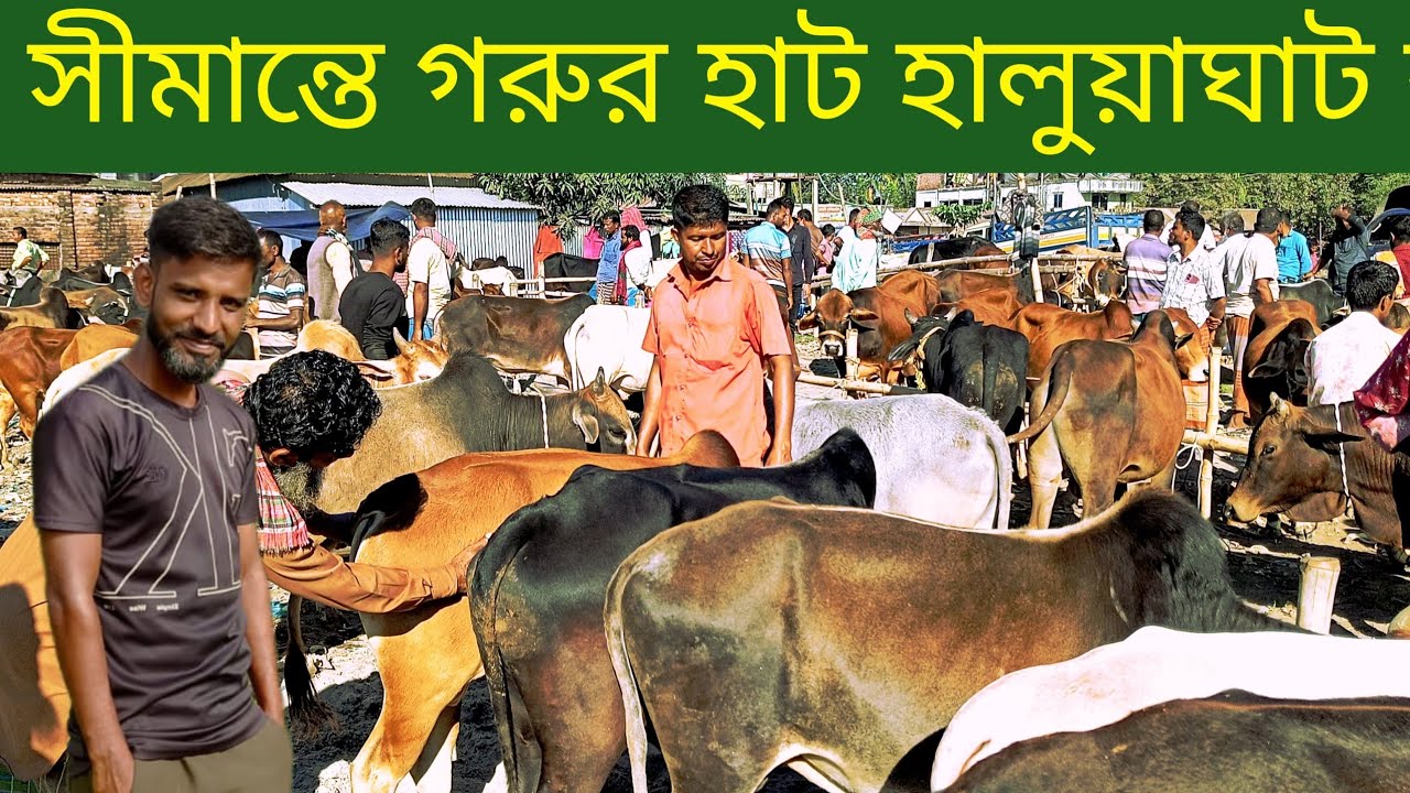 ভারত সীমান্তের পাশে গরুর হাট হালুয়াঘাট বাজার  Hill cow market price today. 