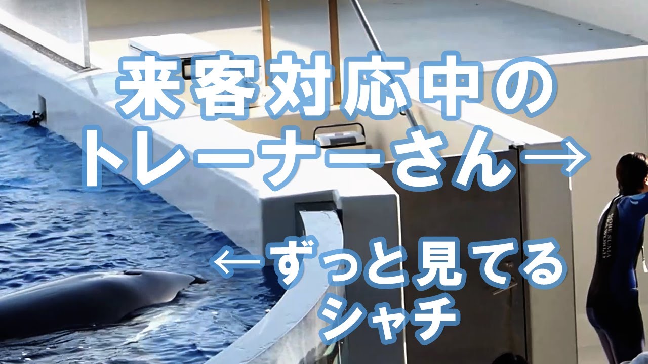 トレーナーさんにベッタリなシャチ、GWは神戸須磨シーワールドへ！