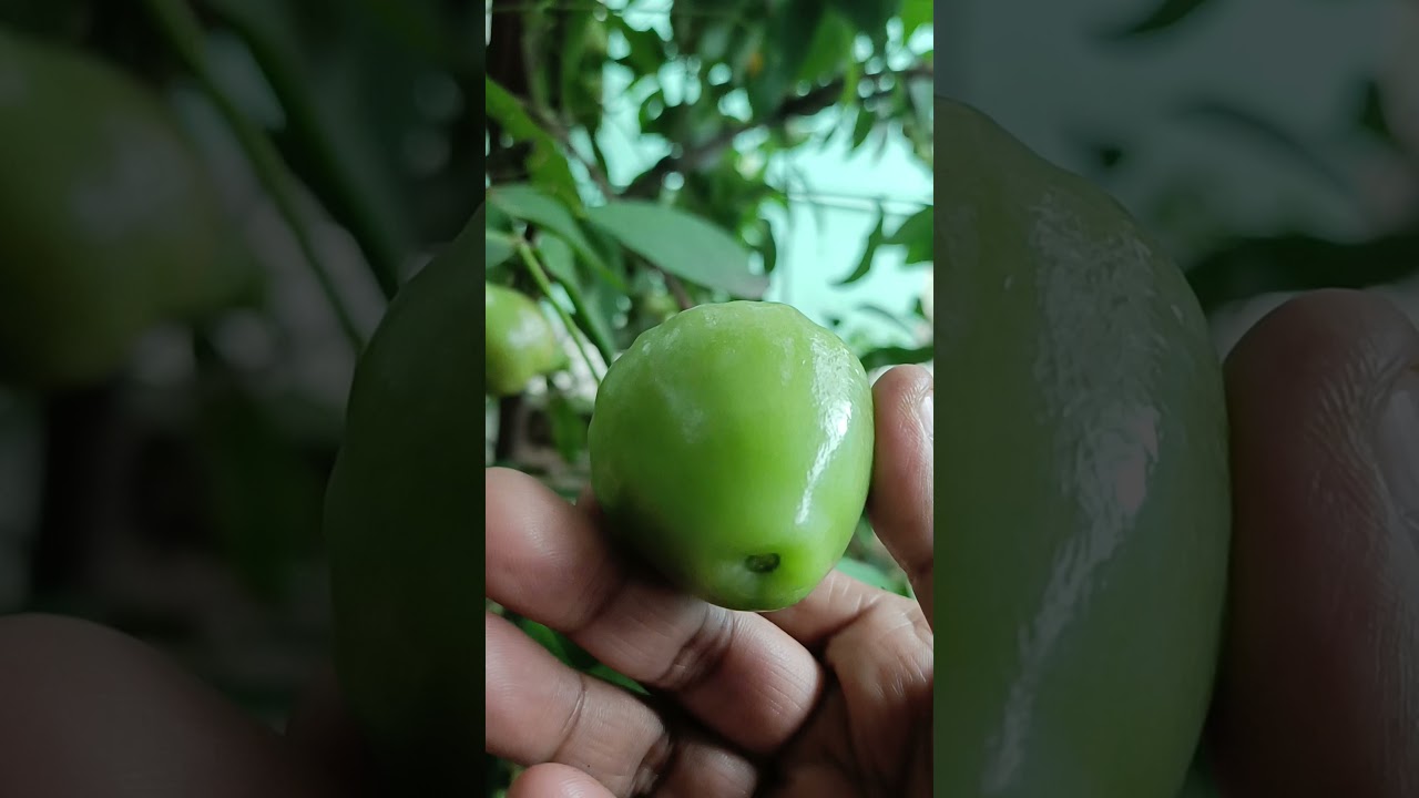 water apple plant water apple harvesting how to grow water apple home gardening water apple