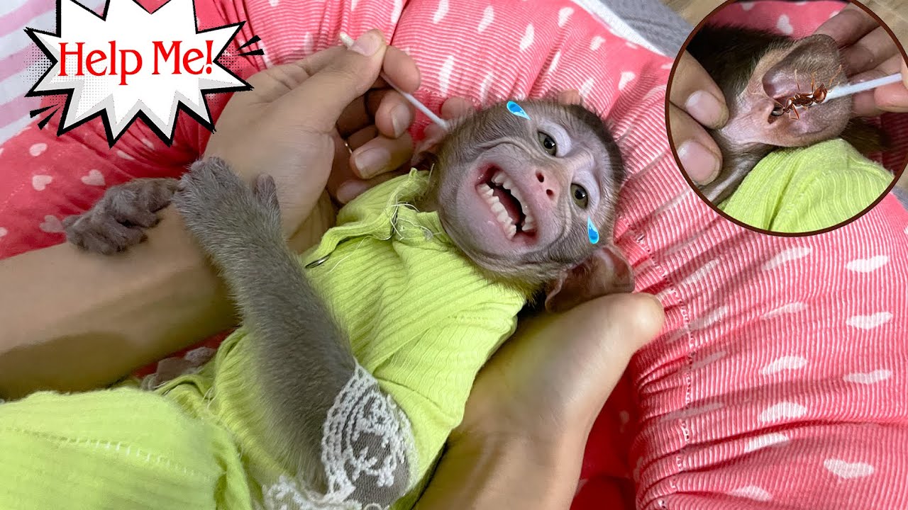 Help! My baby monkey is in pain because ants are crawling into his ears!