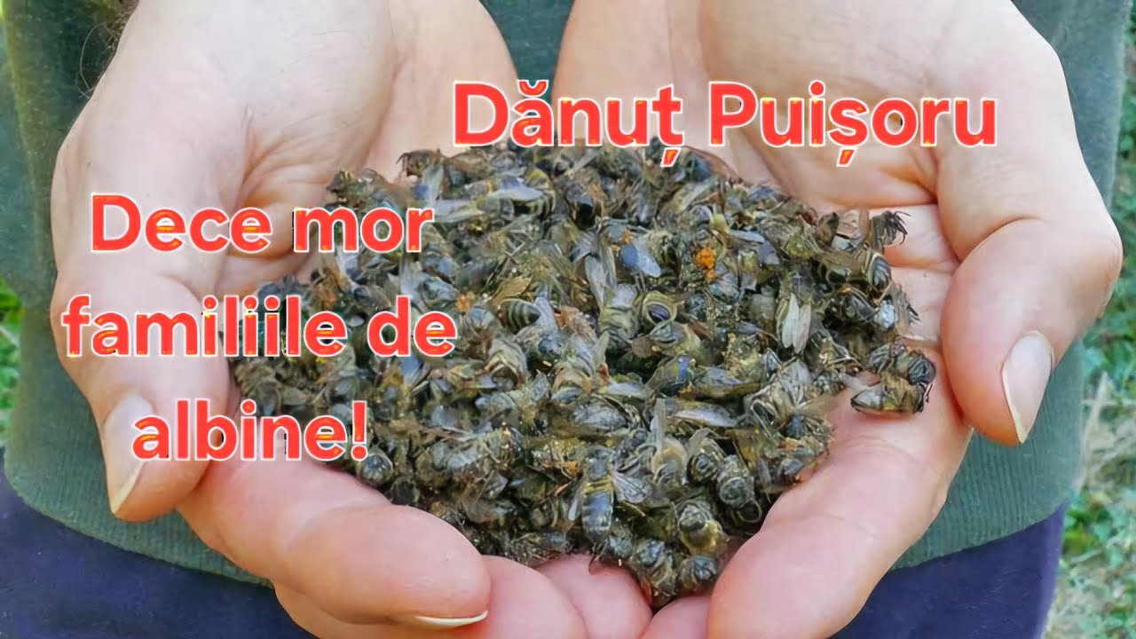 Dece mor familiile de albine?! - Danut Puisoru