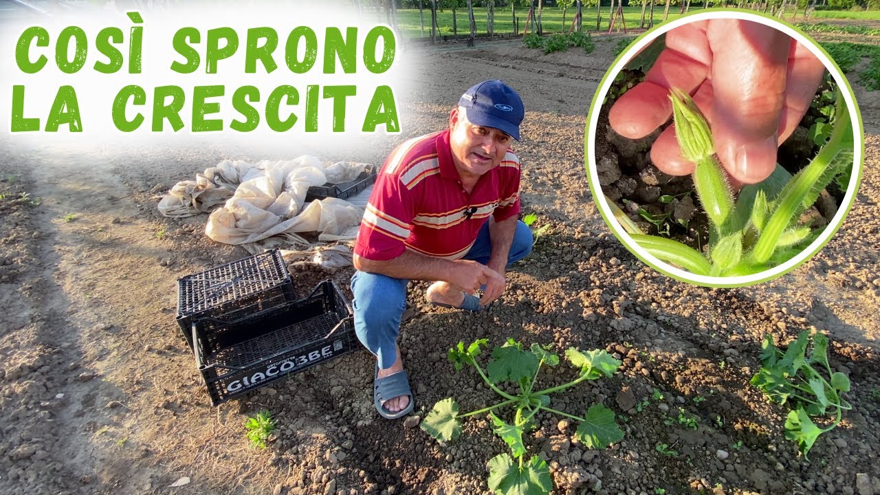 Ecco perché TOLGO le PRIME ZUCCHINE dalla pianta!