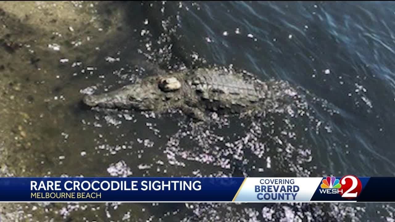 American crocodile lurks behind homes in Melbourne Beach