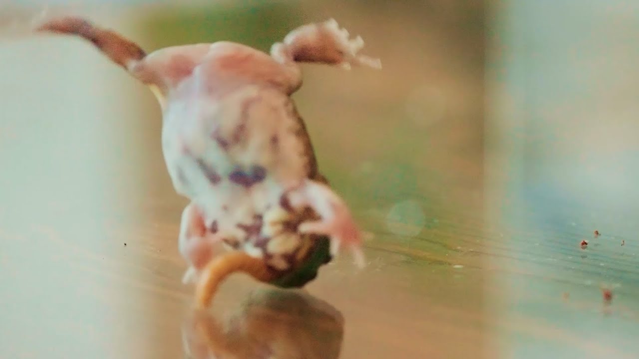 激しく逆立ちするチャコガエル　