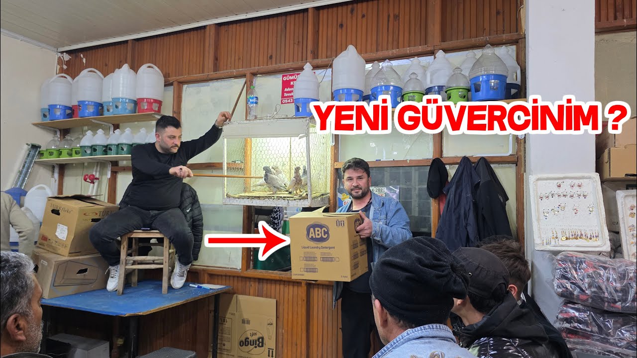Güvercin İhalesinde Bu Tür Çıkınca Dayanamıyorum