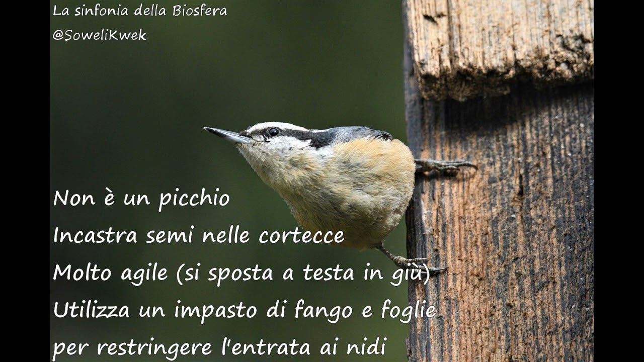 (La sinfonia della Biosfera) - Picchio muratore