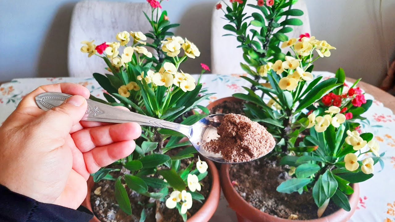 Dikenler Tacı✅ Her bahar Yapıyorum✅ Her Saksıya  Verdim çiçek coşturan
