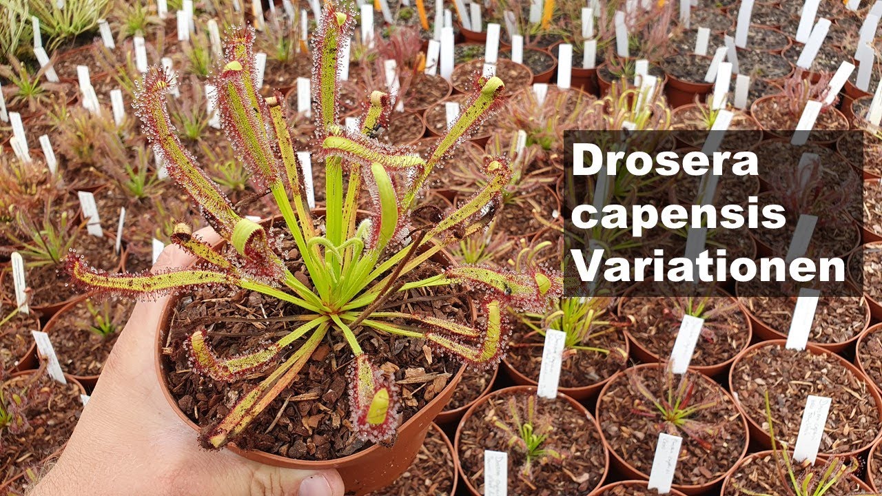 #106 Großer Drosera capensis Überblick, alle Highlights aus der Sammlung