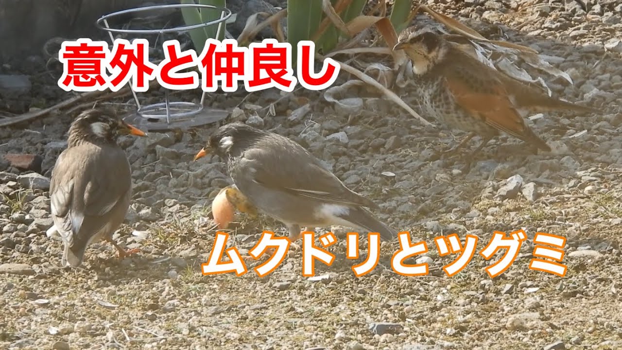 まるおの母　まるこの宿根草と低木の庭　2026 02 14 バレンタインデーの庭は、4月のようなポカポカ陽気☀️福寿草もだんだん咲いて賑やかになりそうです。