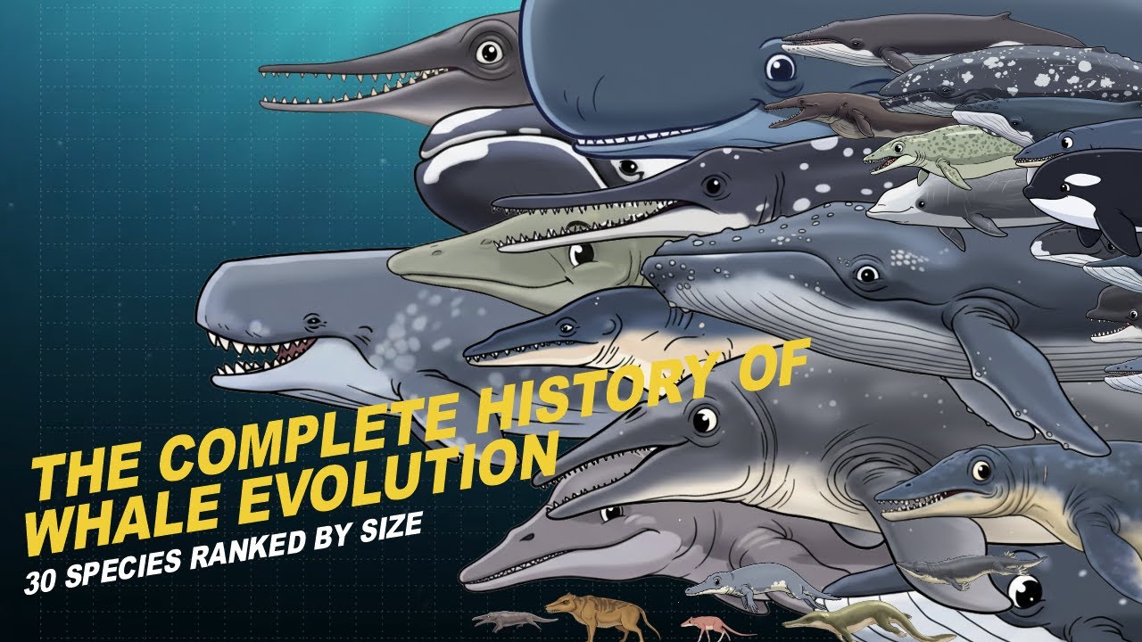 The Complete History of Whale Evolution: 30 Species Ranked by Size
