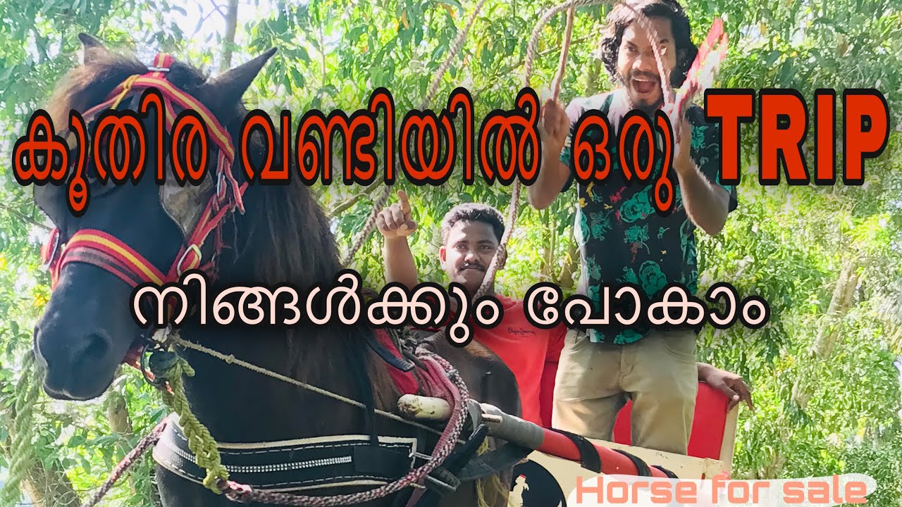 കുതിരവണ്ടിയിൽ ഒരു യാത്ര പോയപ്പോൾ | horses for sell in kerala | horse riding malayalam | shazin vk