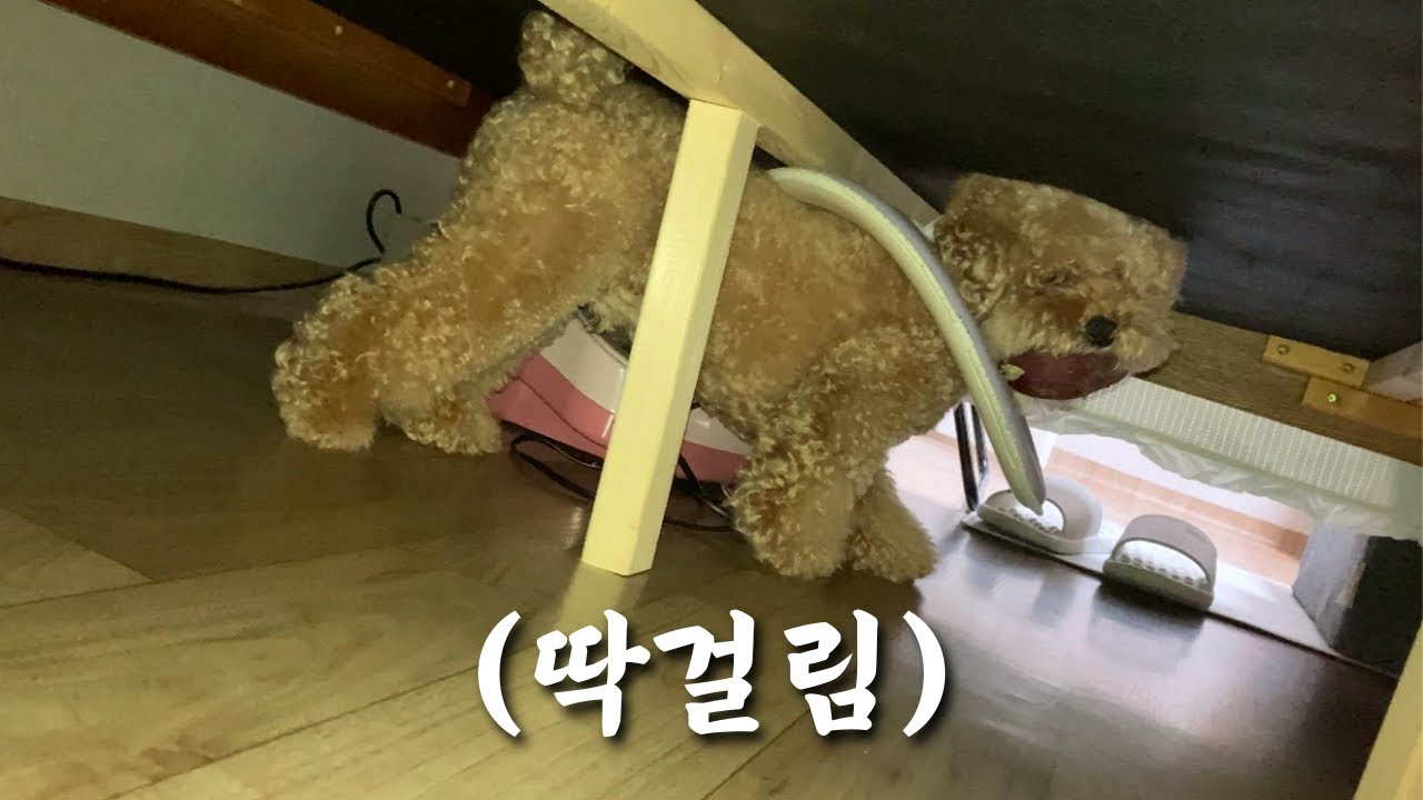 고구마 훔치다 걸려서 그대로 얼어버린 강아지