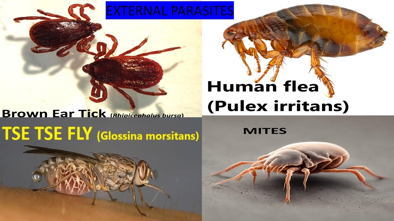 Внешние паразиты