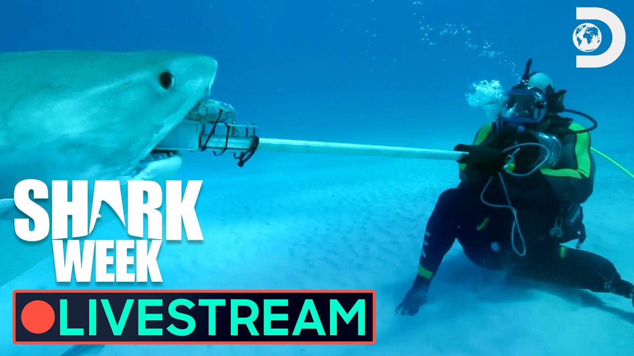 🔴 WATCH NOW: Risky Shark Dives Beneath the Waves 🌊 Shark Week | Discovery