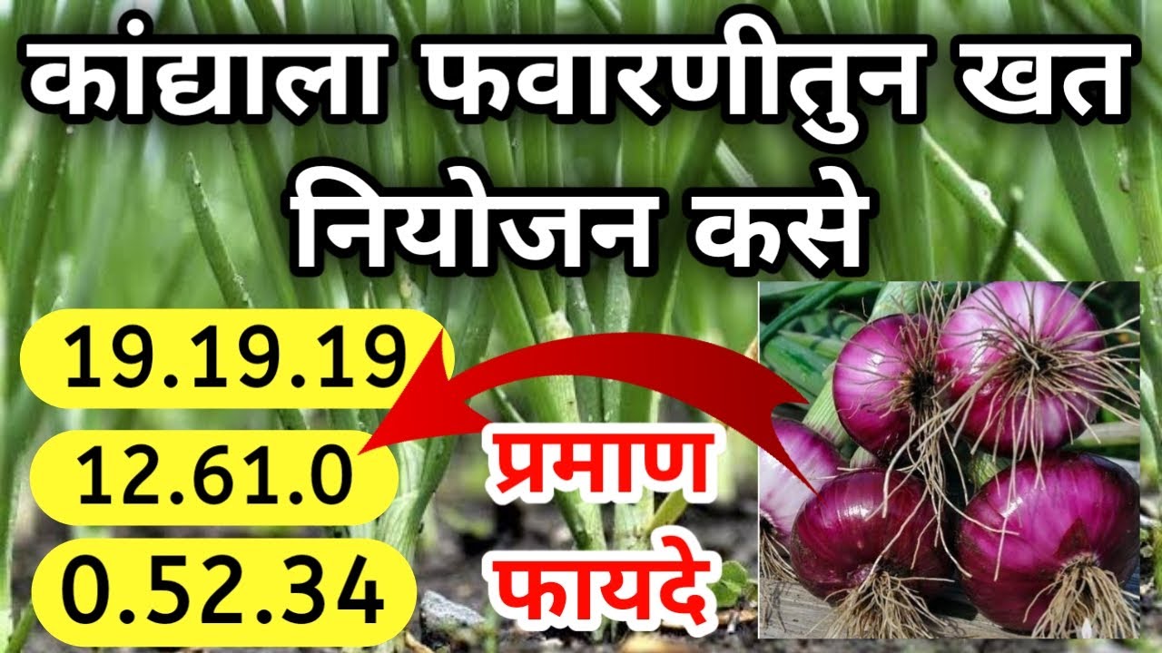 कांद्याला विद्राव्य खताचा वापर फवारणीमधून / kadyala favarnimadhun khat - 19.19.19 , 12.61.0 ,0.52.34
