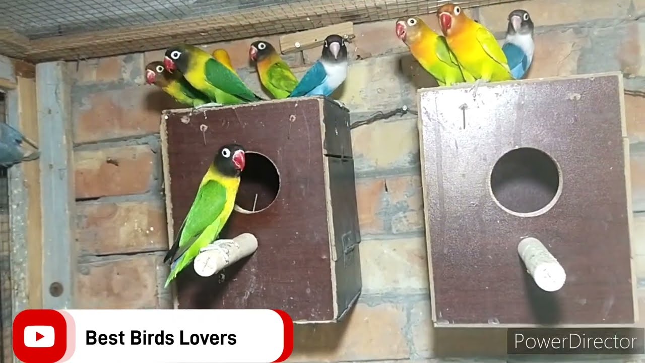 LoveBird Singing & Chirping Sounds || Best Birds Lovers
