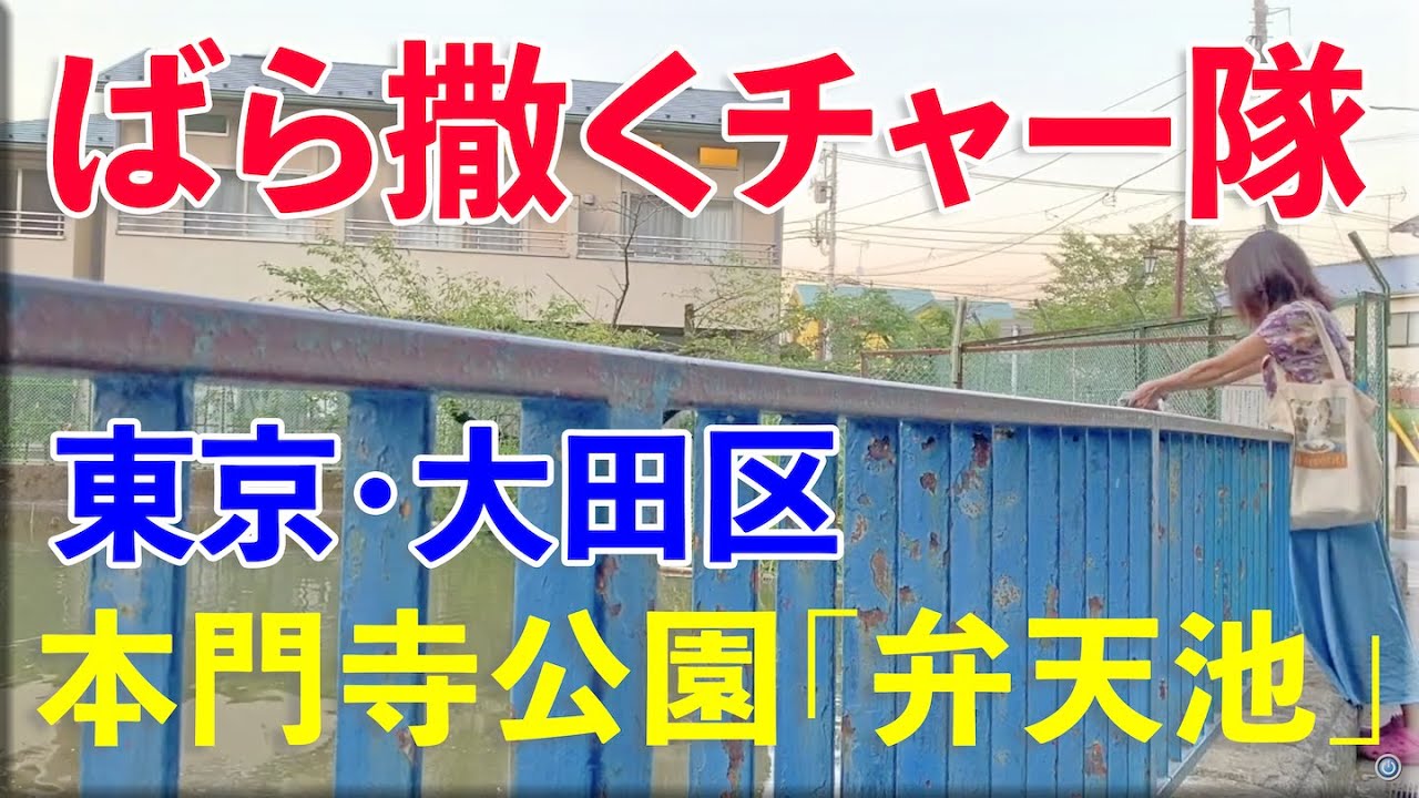 【バクチャー】ばら撒くチャー隊リポート①東京都大田区・池上本門寺公園の「弁天池」に撒いてやったぜ