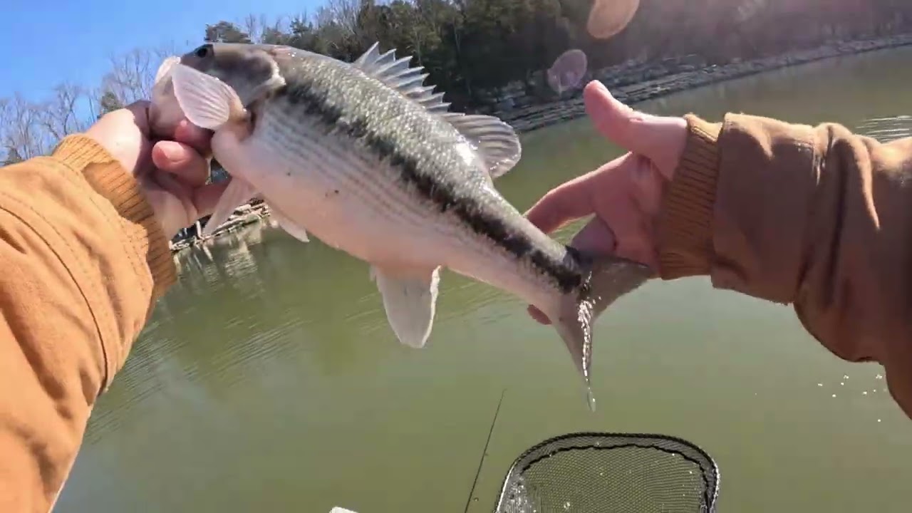 ALL THE FISH CAME TO THIS END OF THE LAKE!!