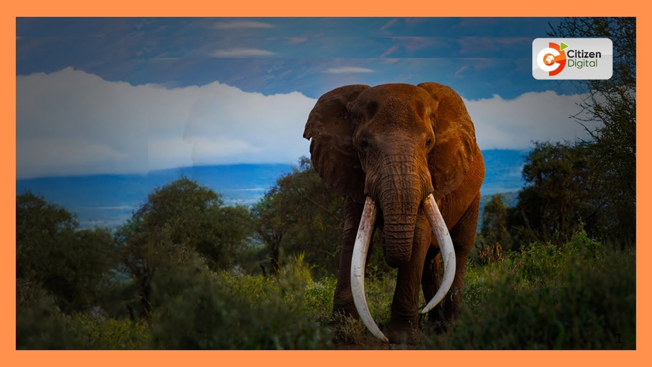 Craig: KWS says fallen Amboseli giant will be immortalized