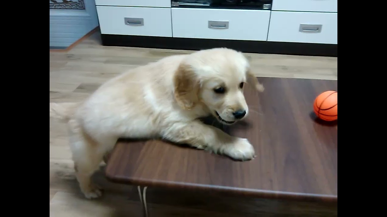 2013.05 밥상으로 점프하는 유느