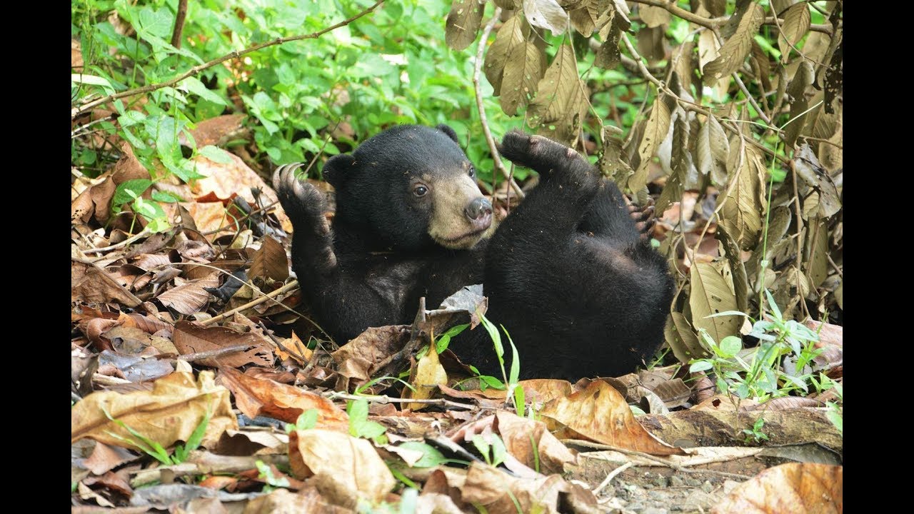Sun Bear Diet | Sun Bear Enjoying Eating Red Ants | BSBCC
