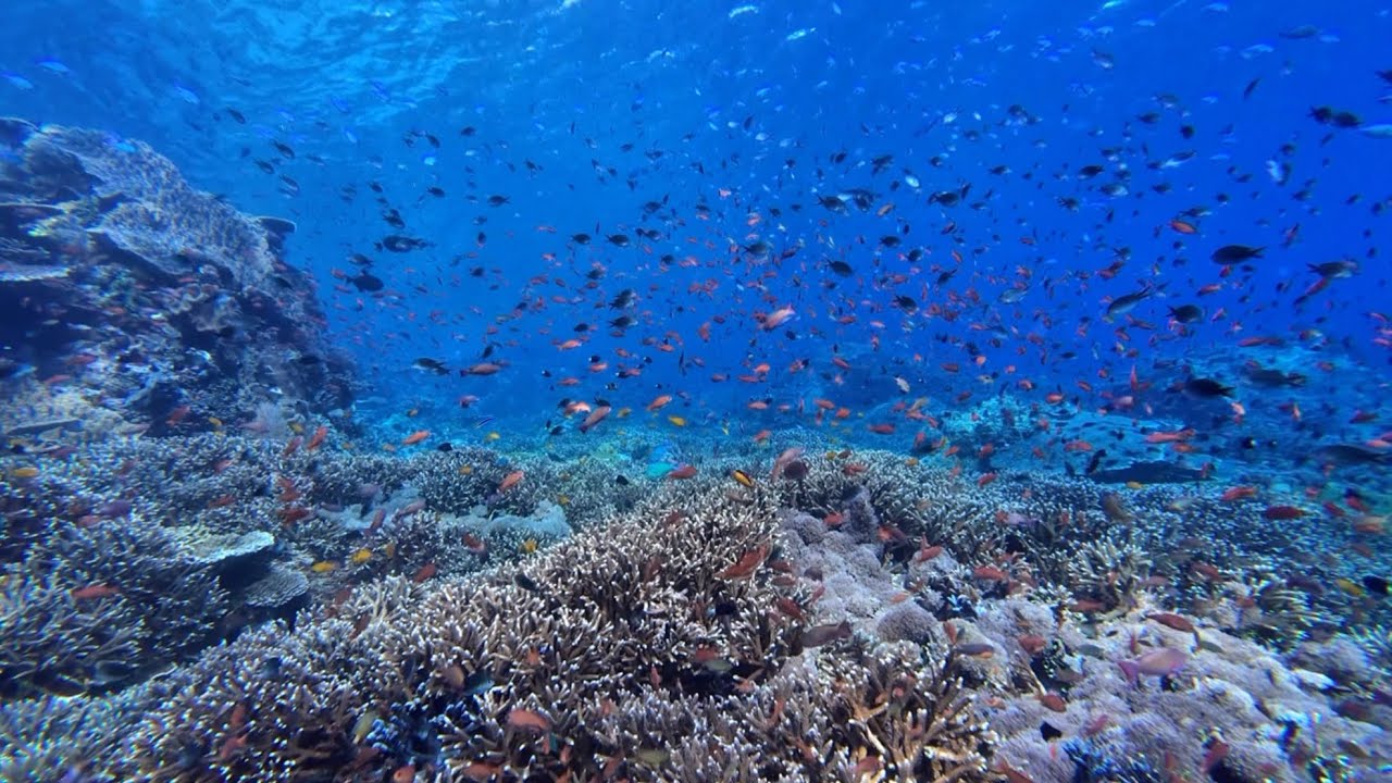 Turtle Paradise in Komodo | Blooming Coral Garden at Tatawa Kecil