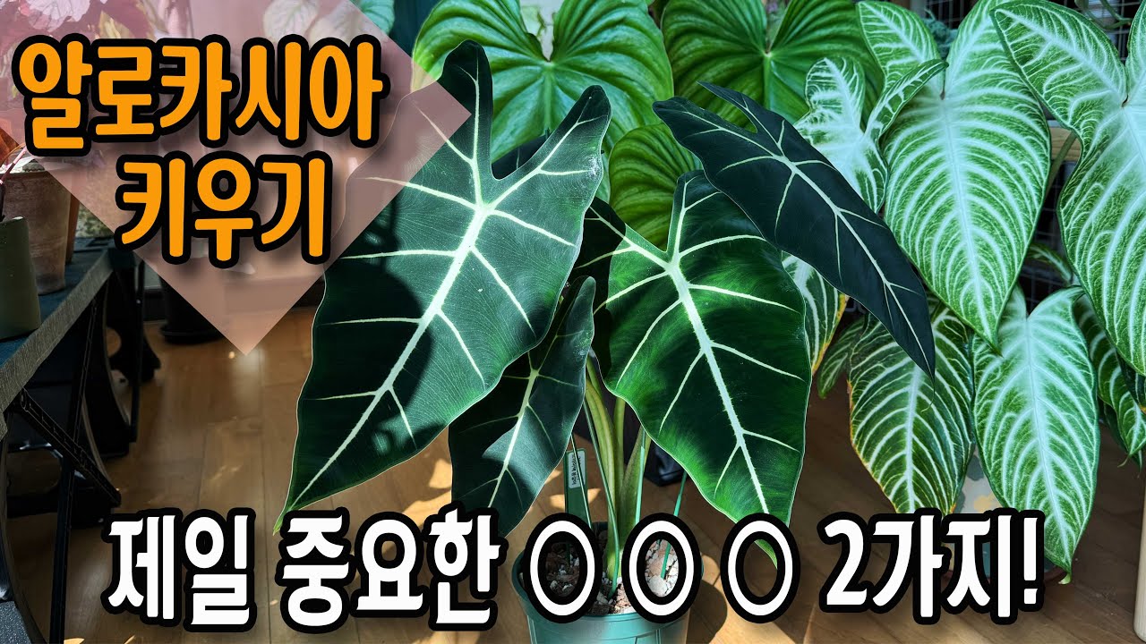 알로카시아 프라이덱 키우기 놓치기 쉬운 두 가지  / 이제 고만 죽이고 싶다면 이렇게 해보세요
