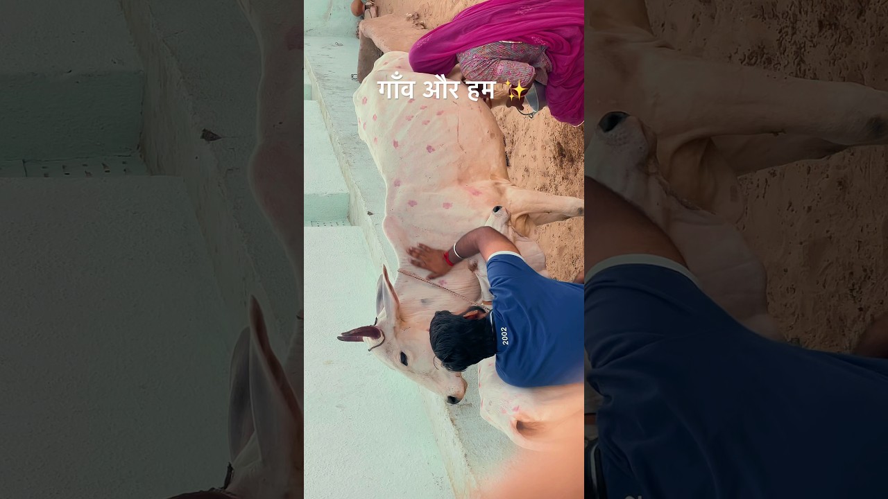 गाँव ✨❣️।   #music #rajasthani #villagelife #cultureprime #culture