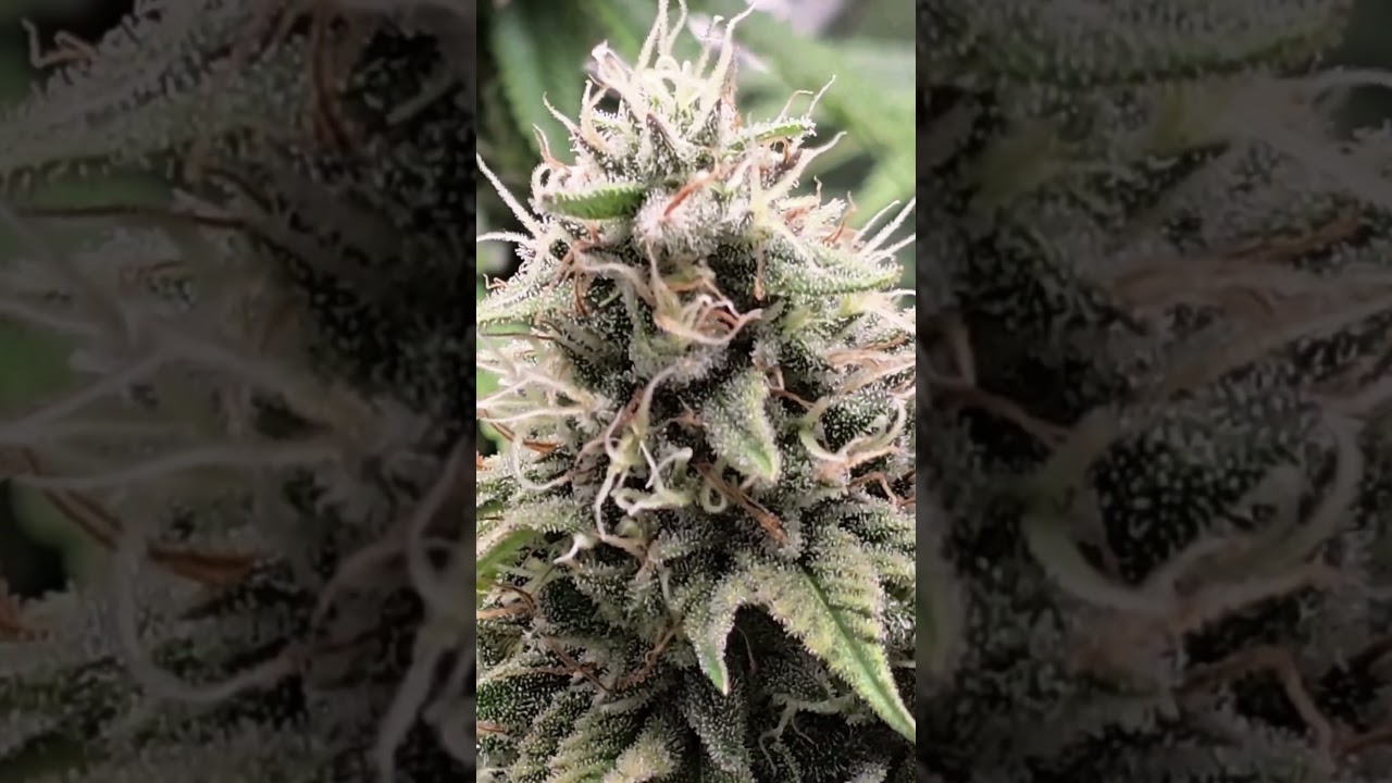 Gorilla Melon @L.A_Grow #420 #viralvideo #420growers #growupdate
