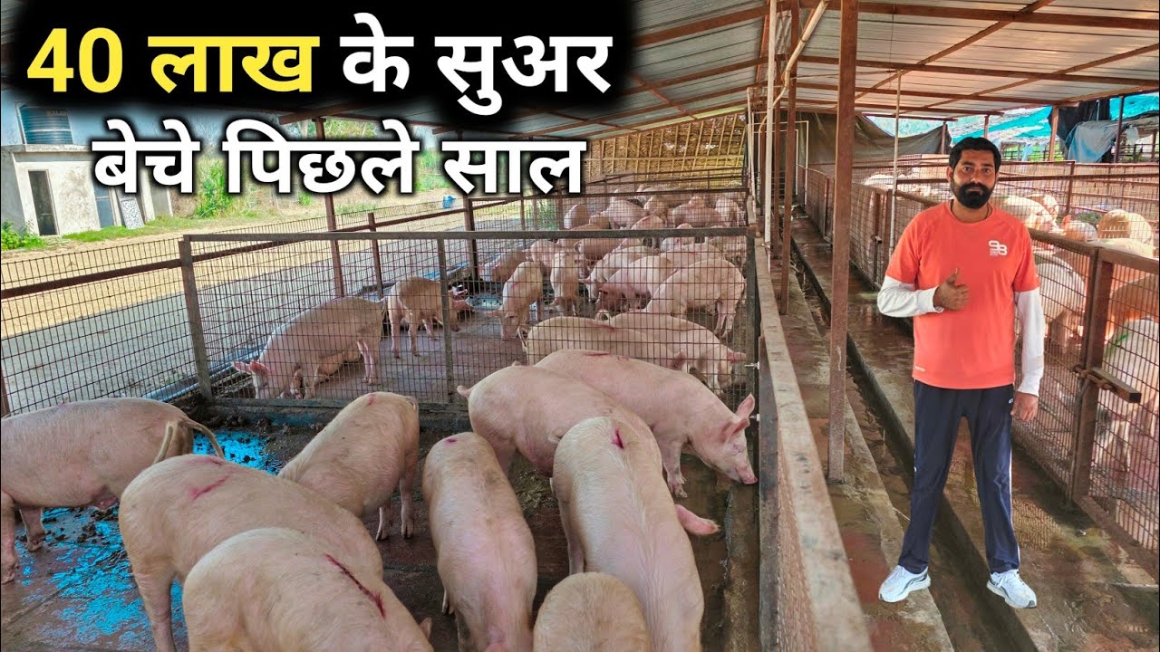 3 सूअर से शुरू किया था आज है 500 सुअर का Pig Farm | Pig Farming Business Plan | Pig Farming
