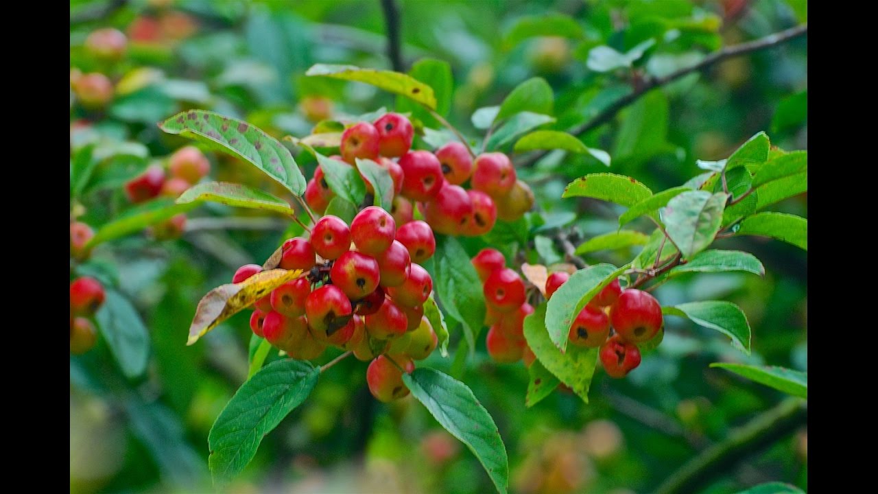 The Perfect Tree for a Small Garden