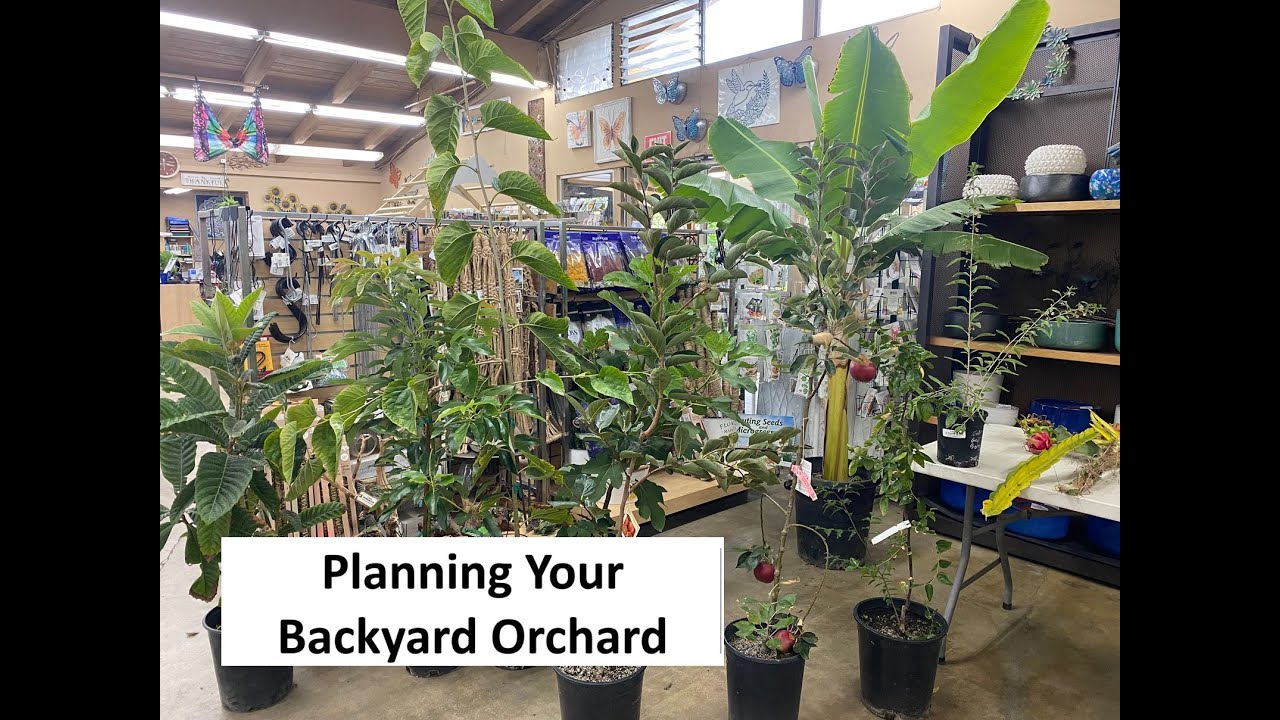 Planning Your Backyard Orchard