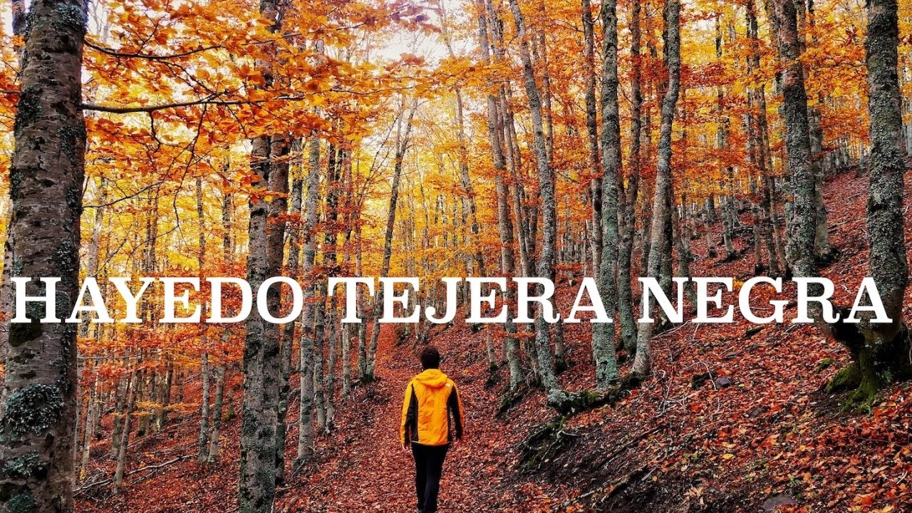 Hayedo de la Tejera Negra (Guadalajara) DRON 4K