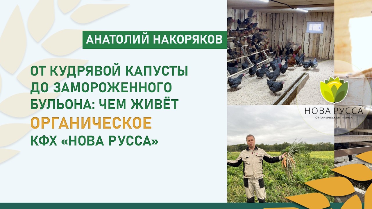 От кудрявой капусты до замороженного бульона: чем живёт органическое КФХ «Нова Русса»