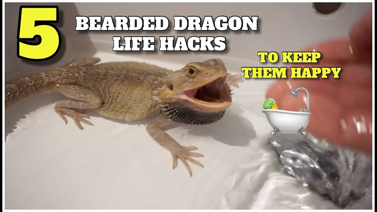 5 Bearded Dragon Life Hacks That Will Help You Keep Your Dragon Happy!