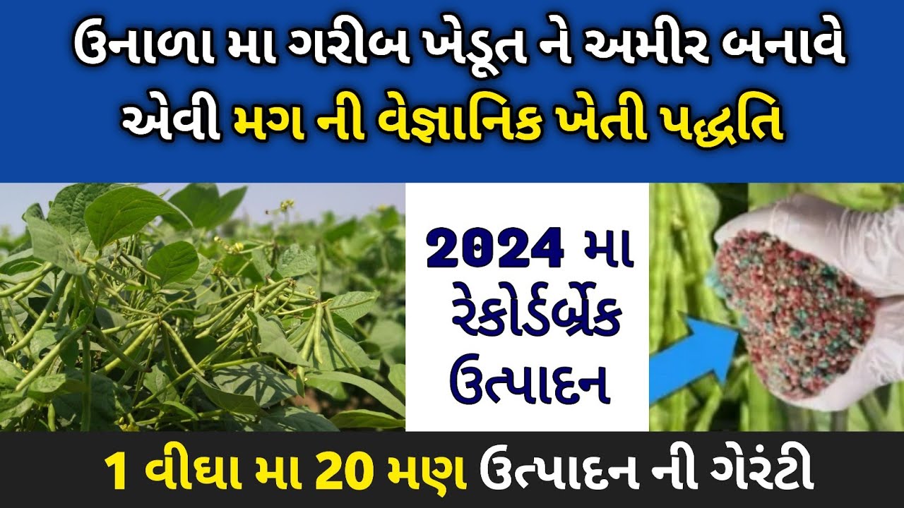 ઉનાળુ મગ ની ખેતી ખેડૂતોને સમૃદ્ધ બનાવી શકે છે || 1 વીઘા માં 20 મણ ઉત્પાદનની ગેરંટી - Moong
