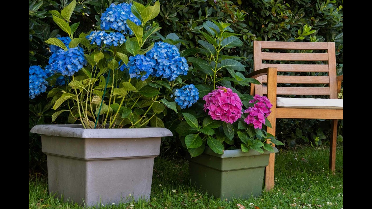 Hydrangeas: Pots vs. Ground – Which Method Wins?
