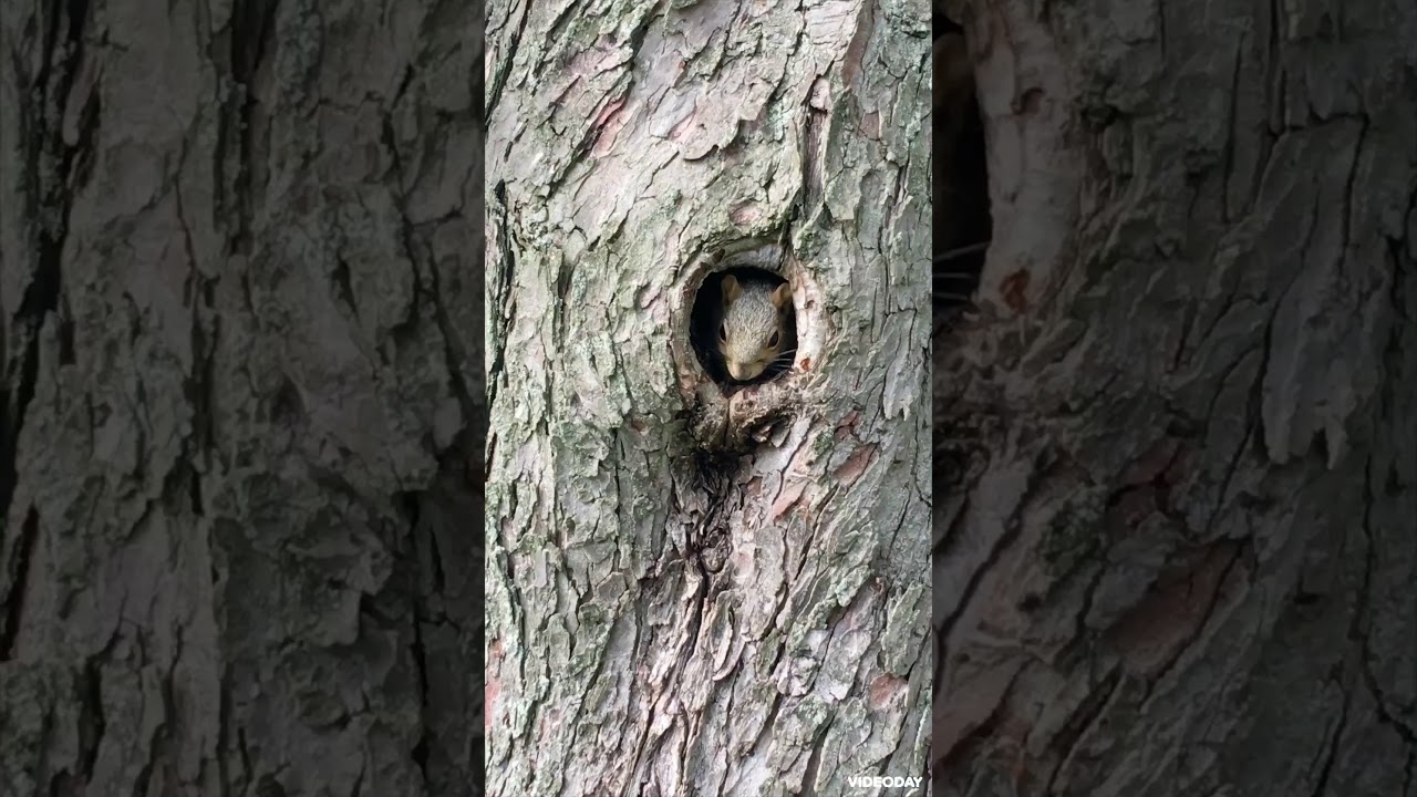 Squirrel inside Tree