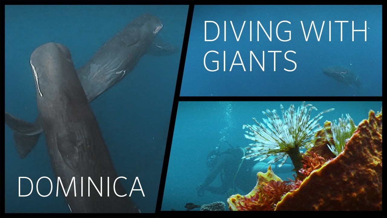 Dominica - OCEANS Diving Destinations e004