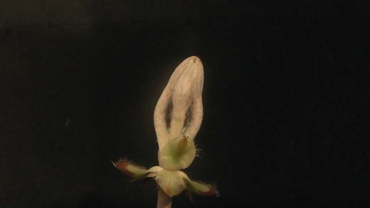 Eclosion bourgeon marronnier