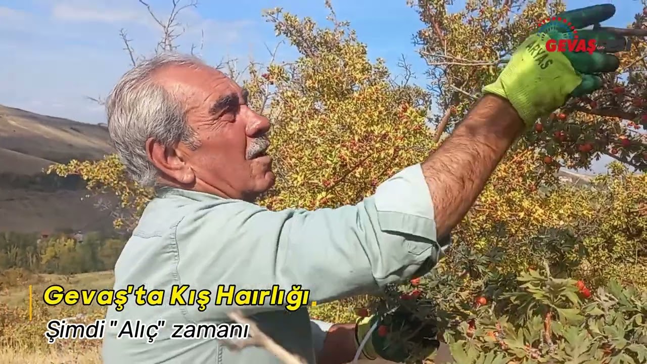 Gevaş Artos Dağı'nda Alı&ccedil; Toplama ve Van G&ouml;l&uuml; Manzarası | Doğanın B&uuml;y&uuml;s&uuml;