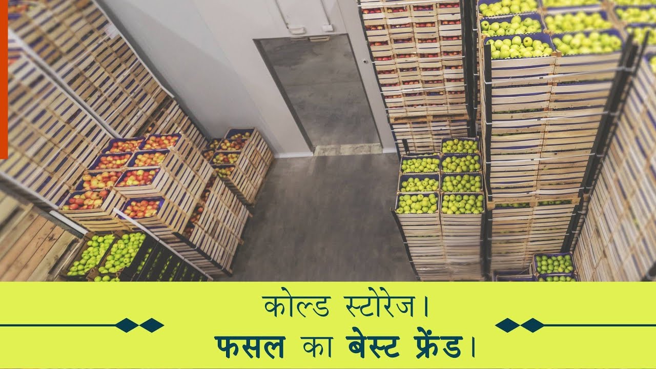 Fruits Ripening Chamber Banana & Mango Organic Fully Automatic Plant Fruittaza Kalavad Rajkot