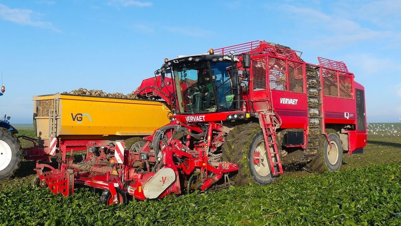 Bieten oogst met VERVAET Q621 Loonb. Wieringa & Buitenkamp.