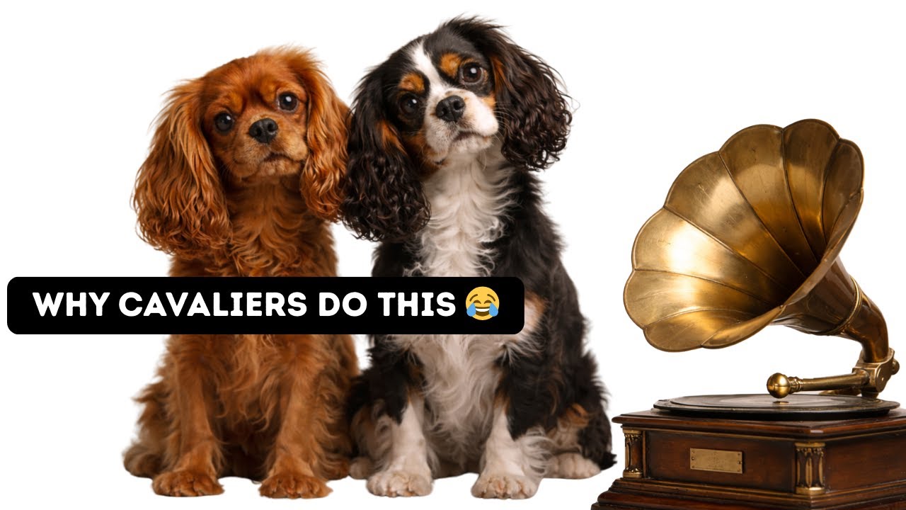 5 Weird (and Wonderful) Facts About Cavalier King Charles Spaniels 🐾