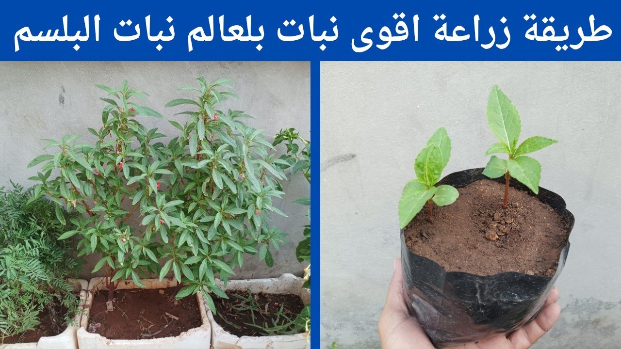 زراعة اقوى واجمل نبات بلعالم نبتة البلسم الاجنبي
